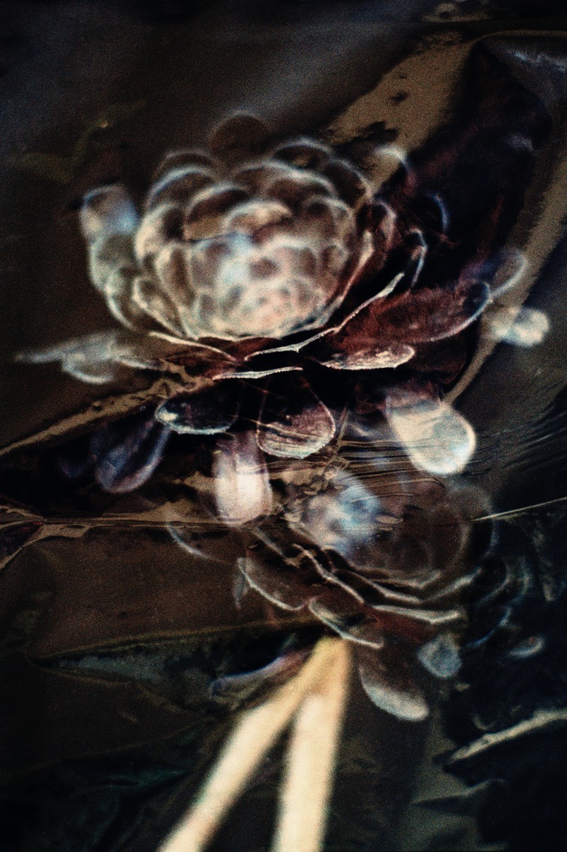 Fiona_Mackay_Cellophane_Flowers_5 (2019)